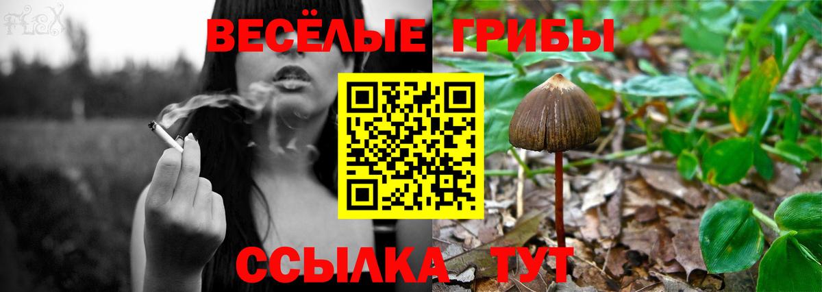 Псилоцибиновые грибы Psilocybe Долгопрудный